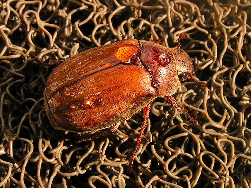 Malaysia - a beetle in Borneo