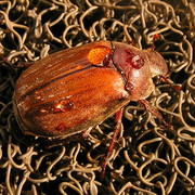 Malaysia - a beetle in Borneo