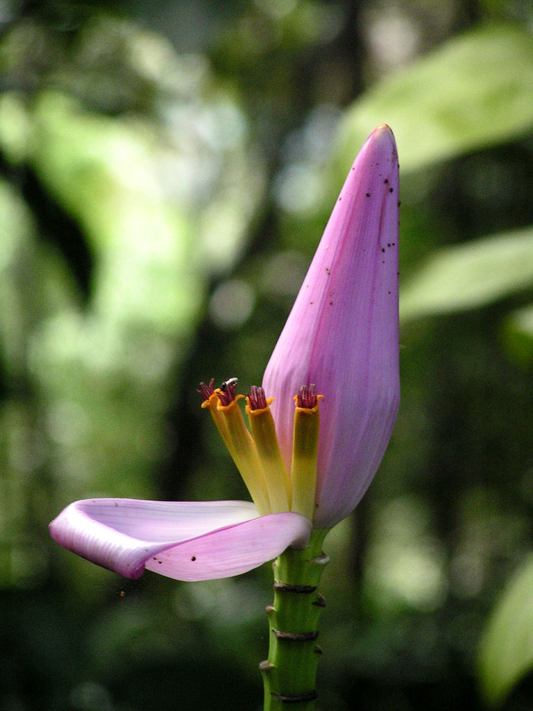 Malaysia - a flower bud