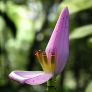 Malaysia - a flower bud