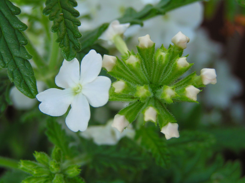 A flower detail 07