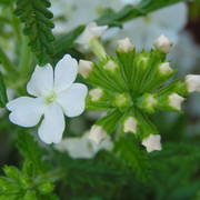 A flower detail 07