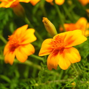 A flower detail 10