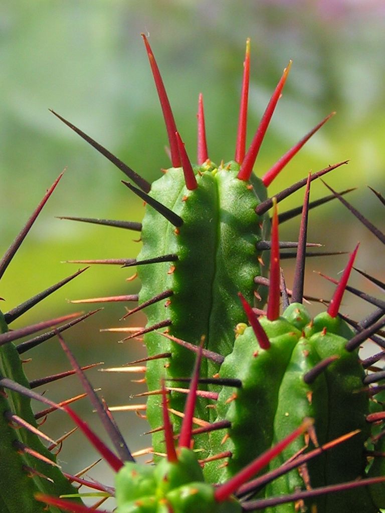 A cactus 03