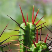 A cactus 03