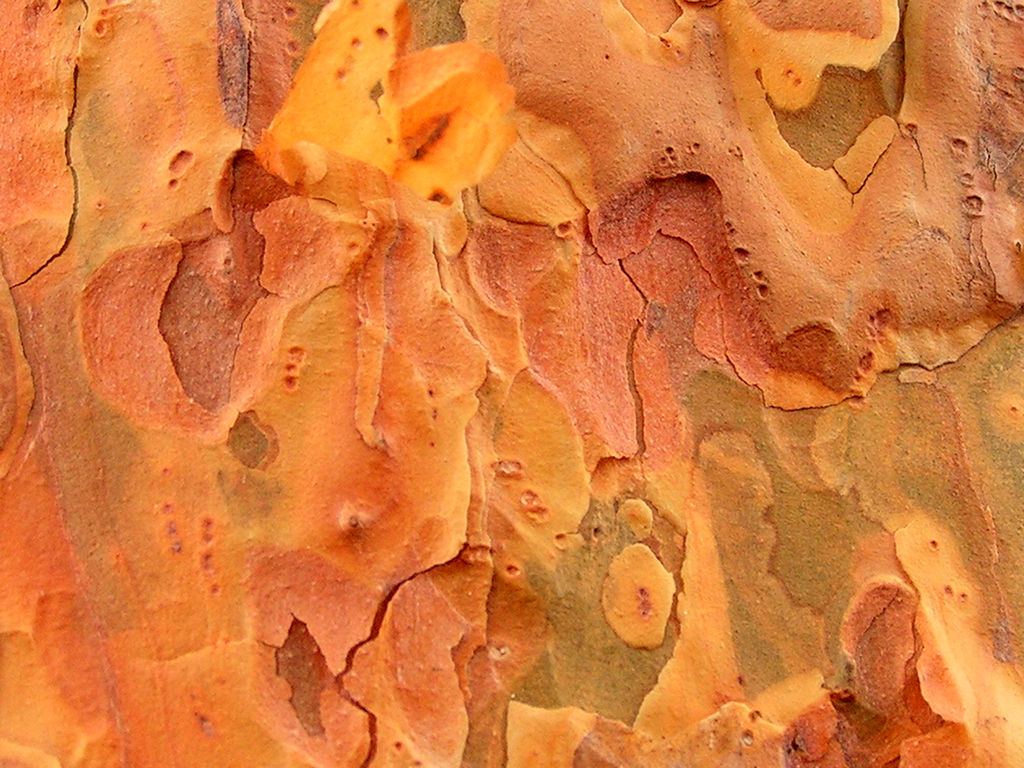 A tree bark