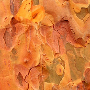 A tree bark