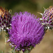 Thistle