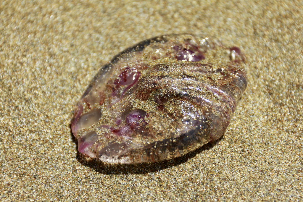 A dead jellyfish