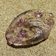 A dead jellyfish