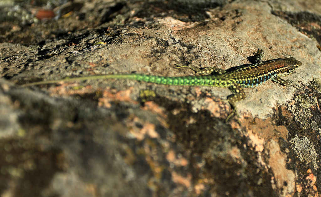 A Corsican lizzard