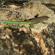 A Corsican lizzard