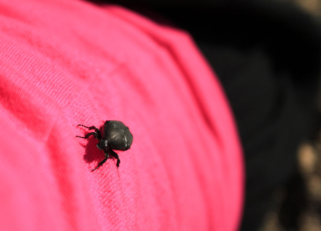 A dung beetle