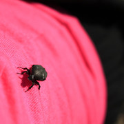 A dung beetle
