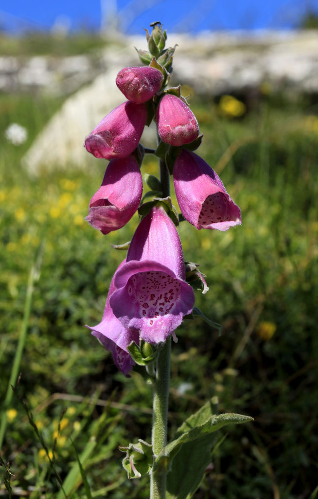 A bellflower in Corsica