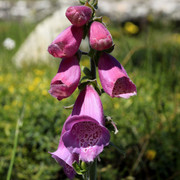 A bellflower in Corsica