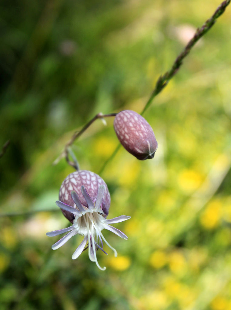 A Corsican flower 02