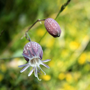 A Corsican flower 02