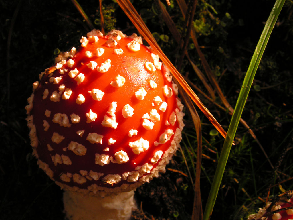 A fly agaric in Czechia