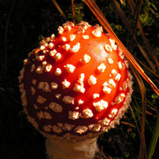 A fly agaric in Czechia