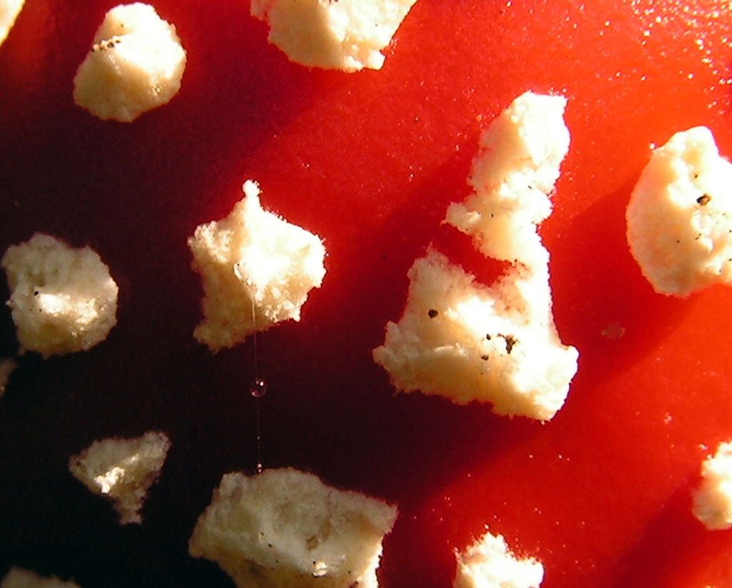 A detail of a fly agaric