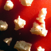 A detail of a fly agaric