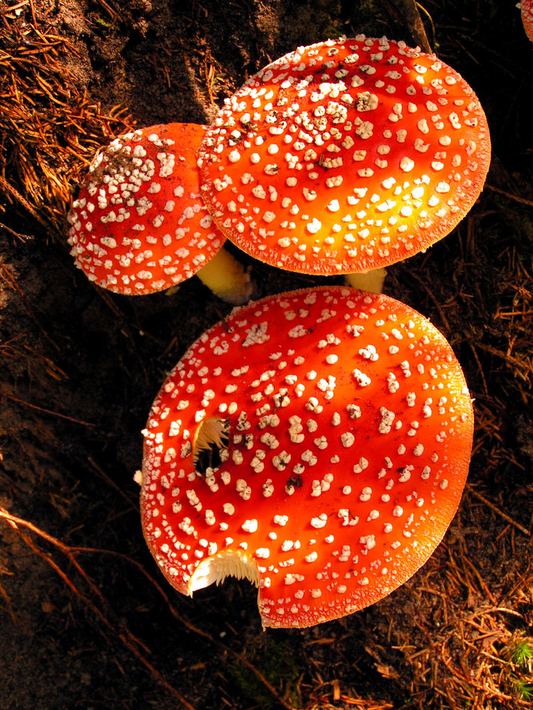 A fly mushroon in Czechia