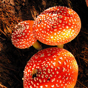 A fly mushroon in Czechia