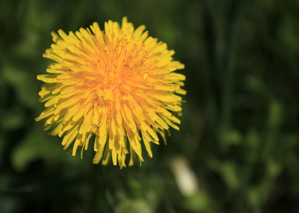 Dandelion