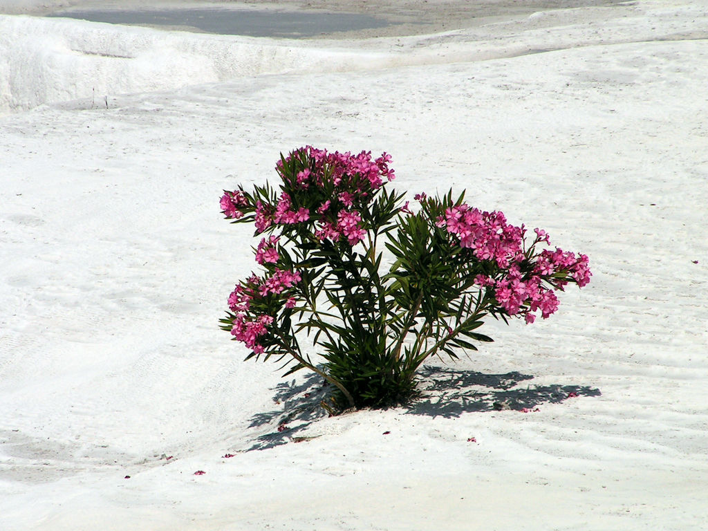 Flowers growing in a white fluff of Pamukkale