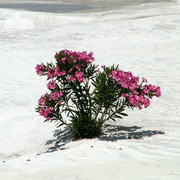 Flowers growing in a white fluff of Pamukkale