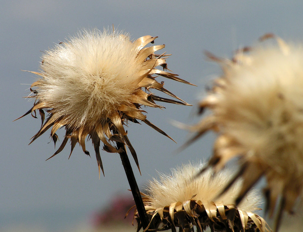 A flower in Turkey 02