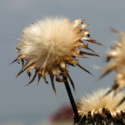 A flower in Turkey 02