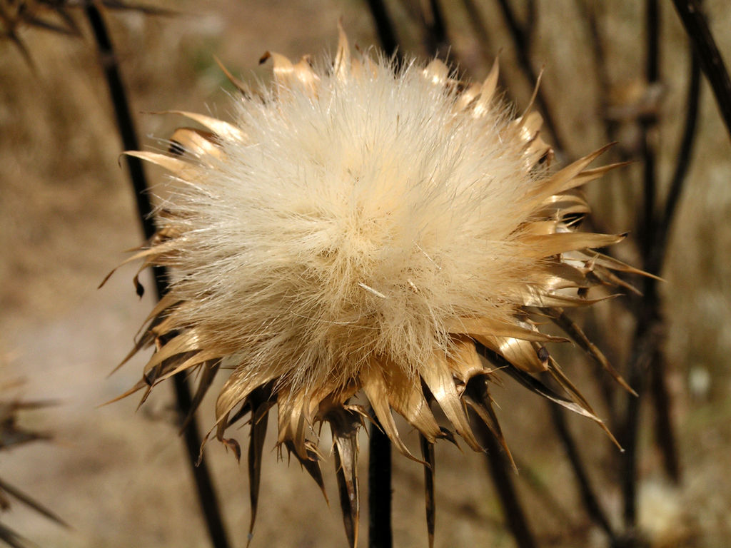 A flower in Turkey 01