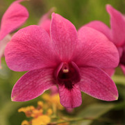 An orchid flower 01