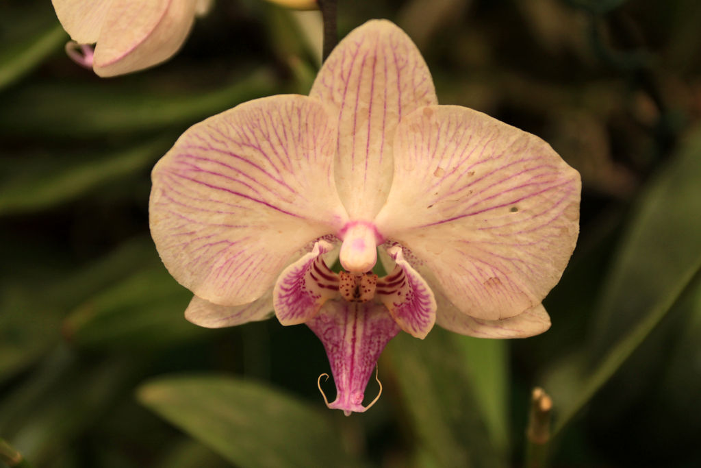 An orchid flower 02