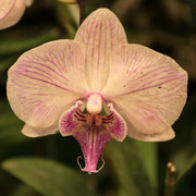 An orchid flower 02