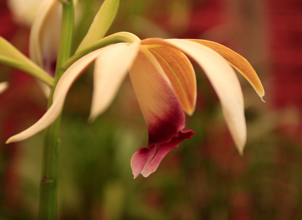 A flower in Sri Lanka 02