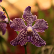 An orchid flower 03