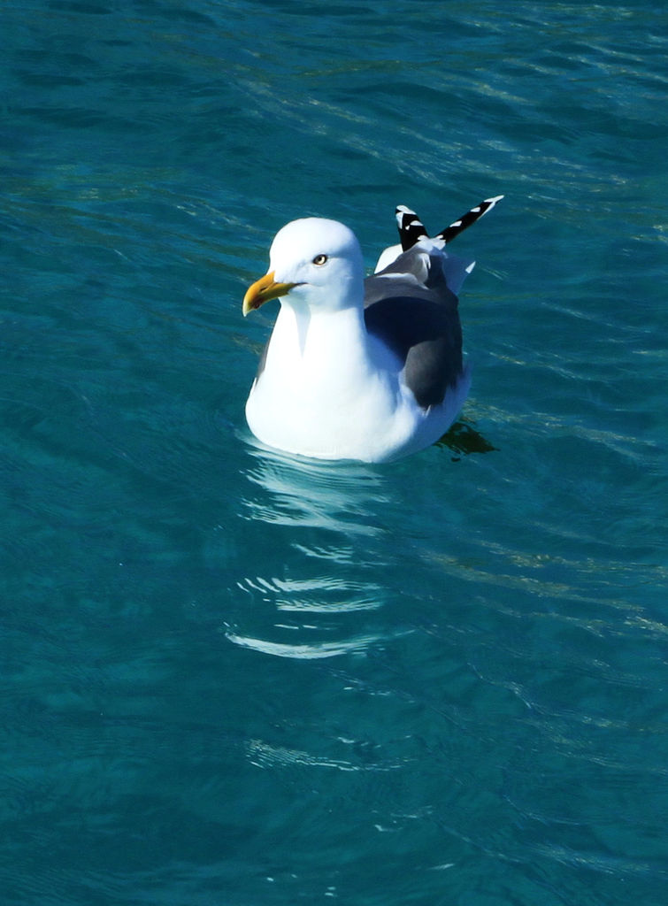 Herring Gull (Larus argentatus)