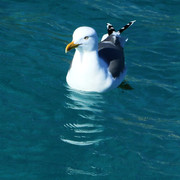 Herring Gull (Larus argentatus)