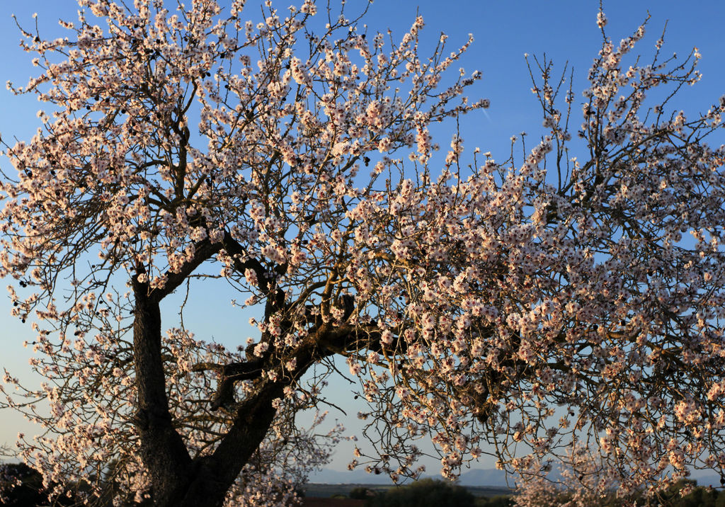 Mallorca - an almond tree in bloom