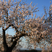 Mallorca - an almond tree in bloom