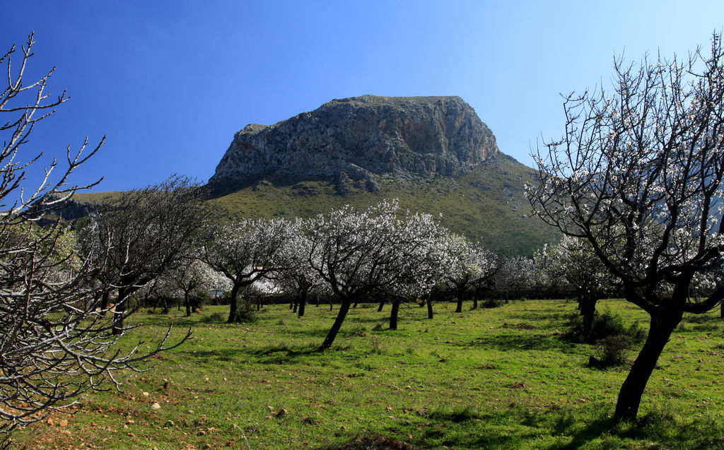 Mallorca - Xoroi and almonds in bloom