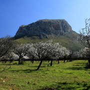 Mallorca - Xoroi and almonds in bloom