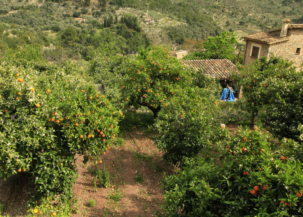 Mallorca - orange trees in Fornalutx