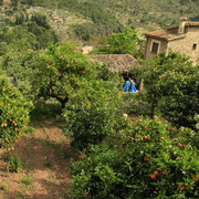 Mallorca - orange trees in Fornalutx