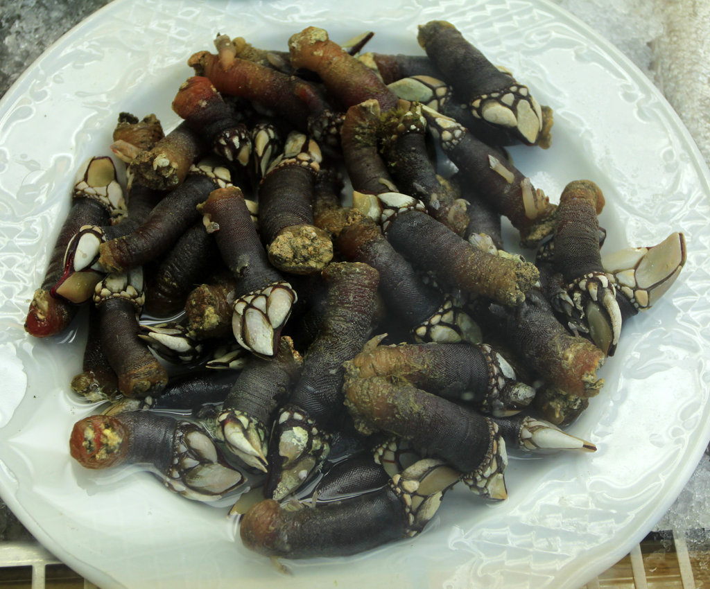 The percebes