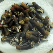 The percebes