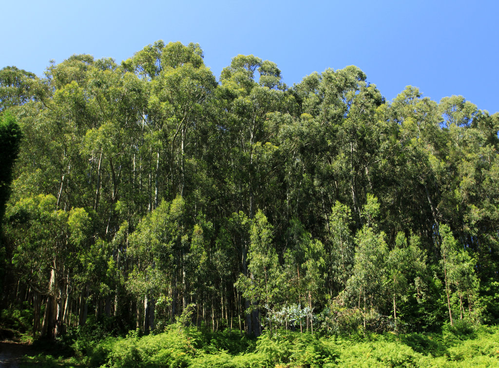 Eucalyptus trees